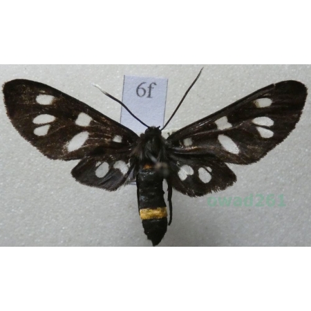 Amata phegea (Linnaeus, 1758) Oblaczek granatek Czech6f